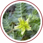 Tribulus