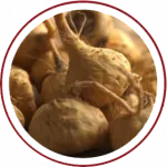 Maca