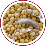 Soy Lecithin Soy Lecithin