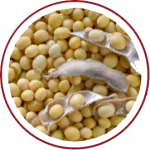 Soy Lecithin